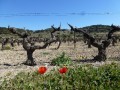 Frühling in alten Rebanlagen
