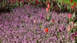 Ein Blumenmeer