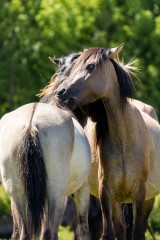 Fellpflege unter Wildpferden: Soziale Nähe prägt das Leben der Dülmener Herde im Merfelder Bruch.