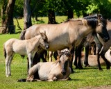     Familienidylle bei den Dülmener Wildpferden.